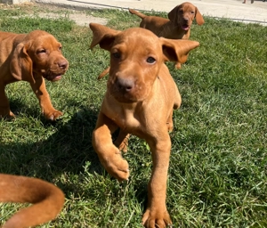 Cățeluși Viszla maghiara  în căutare de noi stăpâni și parteneri de vanatoare  - imagine 5