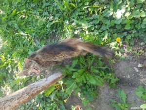 Dona , pisica adulta , paznic bun al curtii - imagine 2