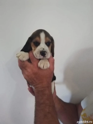 Beagle Tricolor - imagine 2