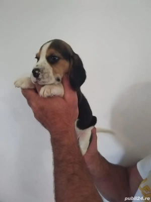 Beagle Tricolor - imagine 4