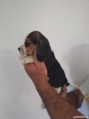 Beagle Tricolor - imagine 3
