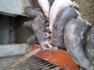 Vand purcei intarcati  - imagine 2