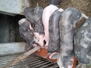 Vand purcei intarcati 