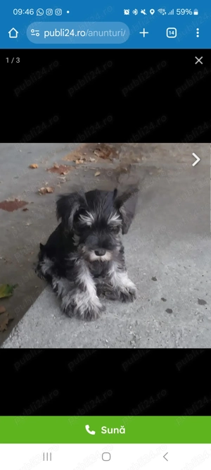 Schnauzer pitic femela VAND URGENT! - imagine 2 Schnauzer pitic femela VAND URGENT! - imagine 2