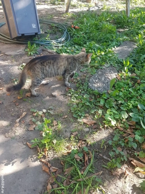 Dona , pisica adulta , paznic bun al curtii - imagine 3