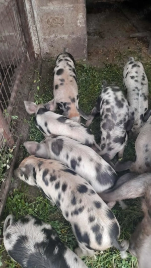 Porc mare, mascul,150kg;  Porci mici, de 6 săptămâni; - imagine 3