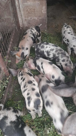 Porc mare, mascul,150kg;  Porci mici, de 6 săptămâni; - imagine 4