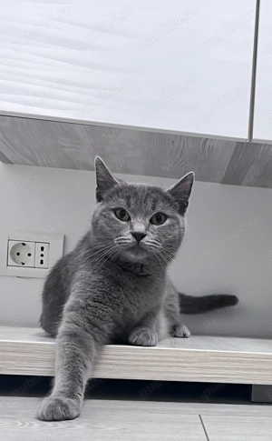 Pisica British Shorthair 