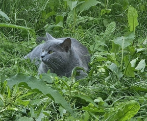 Pisica British Shorthair  - imagine 2 Pisica British Shorthair  - imagine 2