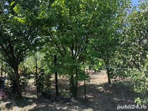 Casa de vanzare in Tulca Jud.Bihor - imagine 4