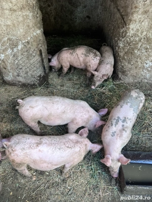 Porci de vanzare