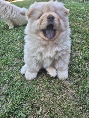  Catei Chow chow disponibili 
