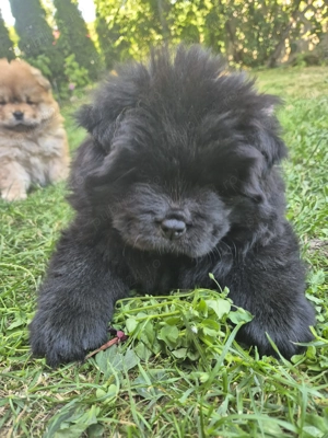  Catei Chow chow disponibili  - imagine 5
