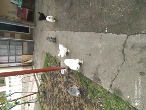 Vând 2 perechi mătase  japoneză 