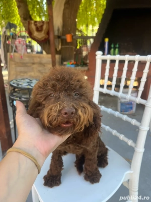 Urgent caut casa pentru pudel mini