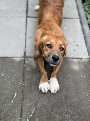 Elsa își caută o familie iubitoare  - imagine 5