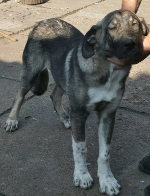 Volkodav de vanzare - imagine 2