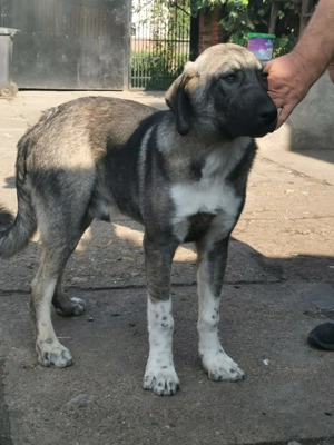 Volkodav de vanzare - imagine 4