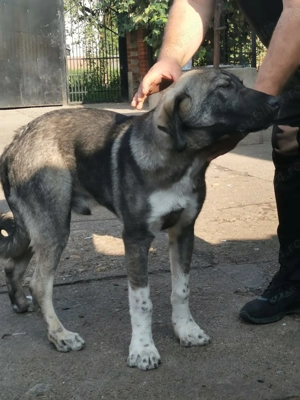 Volkodav de vanzare - imagine 5