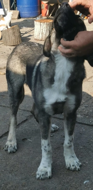 Volkodav de vanzare - imagine 3