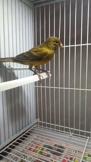 Vând canari pui 2025