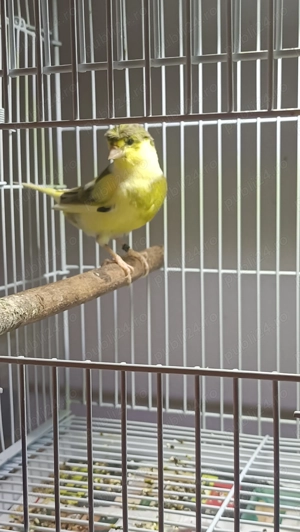 Vând canari pui 2025 - imagine 3