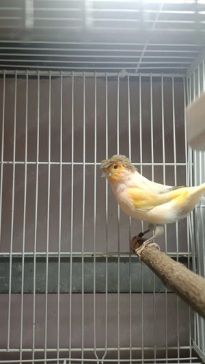 Vând canari pui 2025 - imagine 4