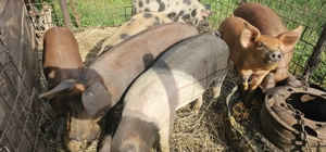 Vând porci soldani . - imagine 4 Vând porci soldani . - imagine 4