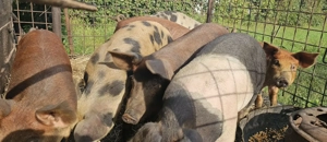 Vând porci soldani . - imagine 5 Vând porci soldani . - imagine 5