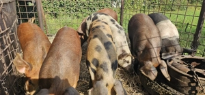 Vând porci soldani . - imagine 3 Vând porci soldani . - imagine 3