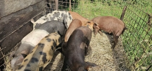 Vând porci soldani . - imagine 2 Vând porci soldani . - imagine 2