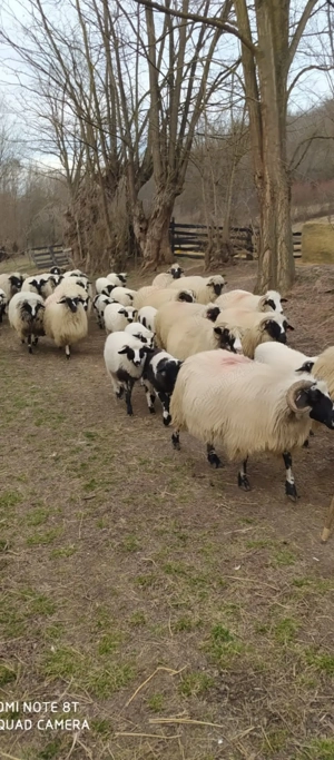 breze de petrosani - imagine 2