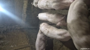 grăsuni pietrain cu landrace  - imagine 4 grăsuni pietrain cu landrace  - imagine 4