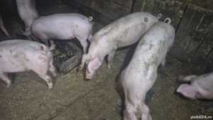 grăsuni pietrain cu landrace 