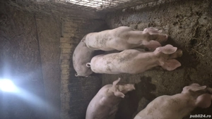 grăsuni pietrain cu landrace  - imagine 5 grăsuni pietrain cu landrace  - imagine 5