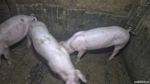 grăsuni pietrain cu landrace  - imagine 2 grăsuni pietrain cu landrace  - imagine 2