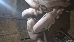 grăsuni pietrain cu landrace  - imagine 3 grăsuni pietrain cu landrace  - imagine 3