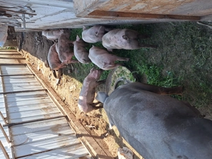 Purcei rasa landras cu pietrain  - imagine 2 Purcei rasa landras cu pietrain  - imagine 2