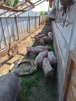 Purcei rasa landras cu pietrain 