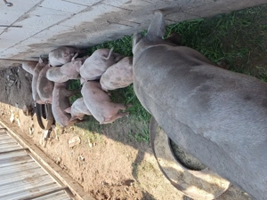 Purcei rasa landras cu pietrain  - imagine 3 Purcei rasa landras cu pietrain  - imagine 3