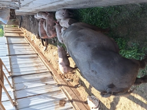 Purcei rasa landras cu pietrain  - imagine 5 Purcei rasa landras cu pietrain  - imagine 5