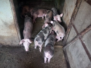 Vând purcei Pietrain 7 saptamani - imagine 3 Vând purcei Pietrain 7 saptamani - imagine 3