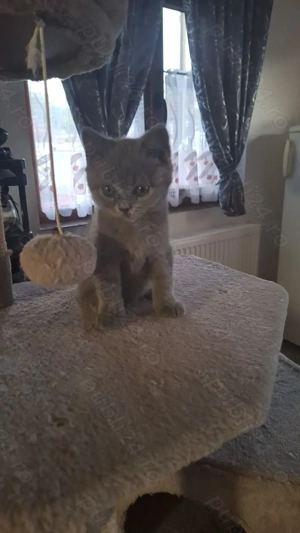 Vind pui pisica  Brithis Shortair  - imagine 2 Vind pui pisica  Brithis Shortair  - imagine 2