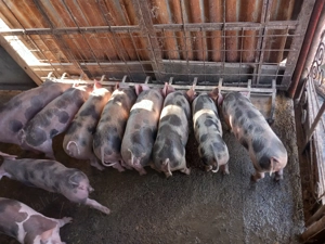 Vând purcei Pietrain 7 saptamani
