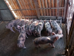 Vând purcei Pietrain 7 saptamani - imagine 2 Vând purcei Pietrain 7 saptamani - imagine 2