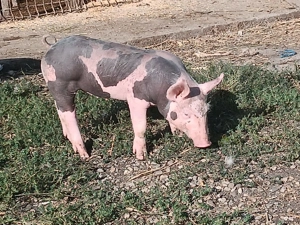 Vând purcei pietrain 