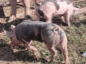 Vând purcei pietrain  - imagine 3