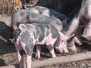 Vând purcei pietrain  - imagine 2