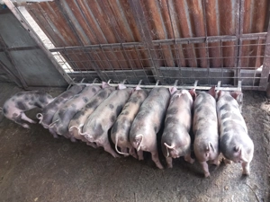 Vând purcei Pietrain 7 saptamani - imagine 4 Vând purcei Pietrain 7 saptamani - imagine 4