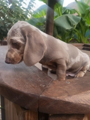 Teckel pitic - imagine 4